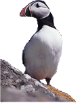 Puffin - A coastal bird found in season on Ramsey Island