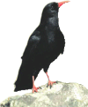 Choughs can be seen around the coastline